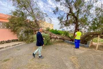 El viento derriba un árbol centenario en La Pardilla (Telde)/TA.